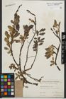 Foto von Salix kitaibeliana Willd.